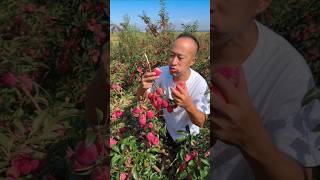 Amazing crab apple fruit tree enjoy picking taste so sweet #fresh #harvest #crabapple