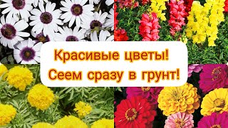 Красивые цветы для сада! Сеем сразу в грунт. Неприхотливые однолетники цветущие всё лето.