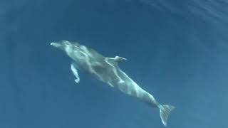 Beautiful Bottlenose Dolphin Encounter from Croatia