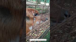 Sitatunga hewan yang jinak dan suka menjilat | Ragunan Part 3 #shorts #sitatunga #ragunan