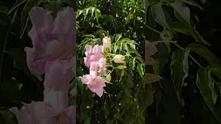 las nubes y la flor de Pandora