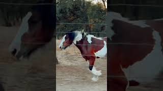 Beautiful boy #mortgagecowgirl #horse #motivation #equestrian