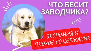 🐕📝🐾 Что бесит заводчика: ЭКОНОМИЯ И ПЛОХОЕ СОДЕРЖАНИЕ