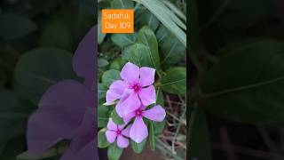 #365 Days Challenge #Day 109 How to grow sadafuli #terrace #farming #Garden #deshi#farm#shorts