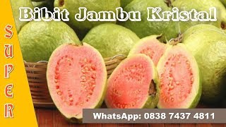 Bibit Jambu Kristal Super|Grosir Bibit Jambu 083874374811