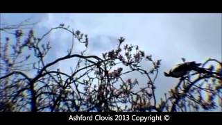 Magpies in flight