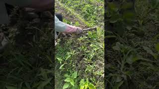 RTL 46 mini rotary tillage and ridging all-in one tree 🌲 short view