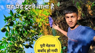 फलदार पेड़ टूटने वाला है 😓|| ‍ pahadi lifestyle vlogs|| Anuj  Pahadi