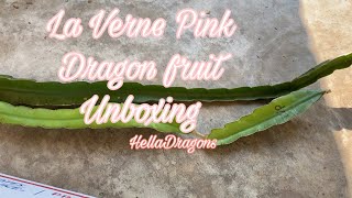 Unboxing La Verne Pink Dragon Fruit