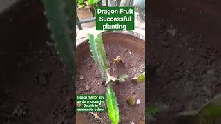 #dragonfruit successful planting. #gardening queries, reach me if you are nature lover.. 👇🏻details