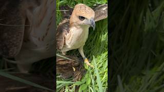 Bird Falcon Attack #birds #falcon #wildlife #eagle #hawk #animals #shorts #attack #hunting