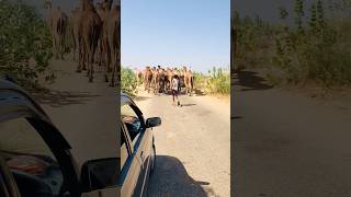 On Camels Road in Thar #shorts  #shortvideo  #youtubeshorts