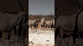 A herd of Oryx in Etosha National Park, Namibia.