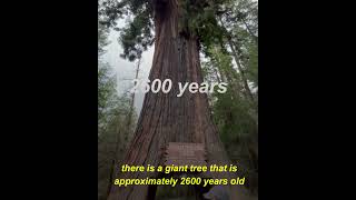 The Drive Thru Tree Park located in California, America.  #viral #shorts