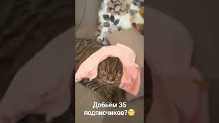 добьём?🥺