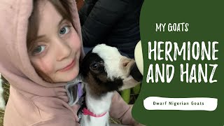 My Goats Hermione and Hanz