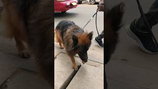 German Shepherds walking the streets #germanshepherd #dog #shorts