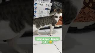 KUCING MULAI NGANTUK NYARI TEMPAT TIDUR 😁