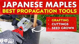 Best Japanese Maple Tree Propagation Tools: Grafting, Rooting Cuttings & Seed Grown