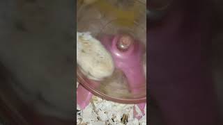 Beautiful animals hamster..🐀 #shortvideo #funny (4)