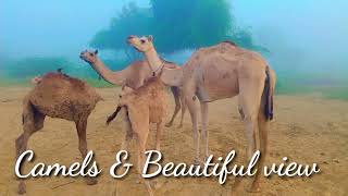 Camels & Beautiful view || in desert Thar || #desertanimals #camels #thardesert #animals #camelbaby