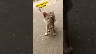 Pusang nakakwintas Ng ahas #reels #shorts #shortsviral #pusa #usa #wild #ahas