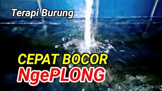 burung cepat bocor, suara gemericik air terapi burung cepat ngeplong