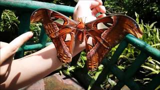 atlas moth vlog