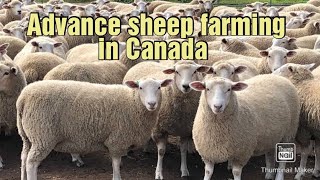 advance sheep farming | how to start sheep farming | sheep farming video | sheep farming technique |