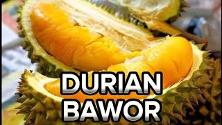 Asal-usul Durian Bawor