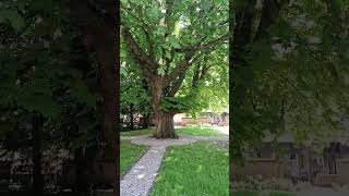 The oldest oak tree in Goes, 150, 250 years old? | De oudste eiken boom van Goes, Zeeland #shorts