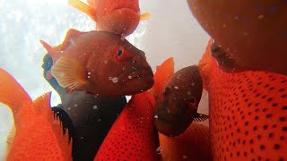 Nelayan Membawa Ikan RED GROUPER / Kerapu Sunu HIDUP || HARGA PULUHAN JUTA ⁉️