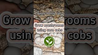 Grow mushrooms using corn cobs #plants #shortvideo #garden #youtubeshorts #farming #howto #video