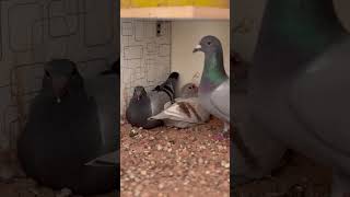 Racing Pigeon Pair