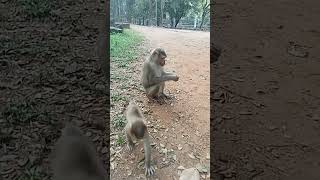 VID20241112164141 Monkey play