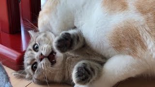 😂 Funniest Cats and Dogs Videos 😺🐶 || 🥰😹 Hilarious Animal Compilation №373