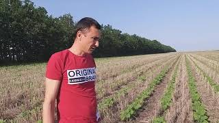 Гелиантекс на поле  No-Till 3 сутки