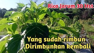 Rica Jarum 30 Hst - Tunas semakin besar dan rimbun