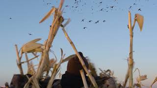 Migration Update teaser - Delta Waterfowl