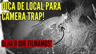 DICA DE LOCAL PARA CAMERA TRAP E FILMAGEM DA SEMANA!!