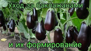 Уход за баклажанами и их формирование