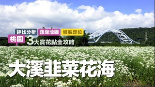 [大溪韭菜花海] 3大賞花點全攻略，推薦「中新里」及「崁津大橋」田中秘境 - 桃園韭菜花節