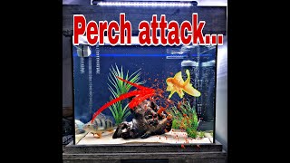 #Perch #attack in #aquarium