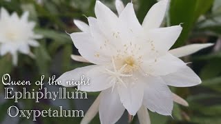 [ENG SUB] Bunga Wijaya Kusuma Mekar di Taman Minimalis | Epiphyllum Oxypetalum