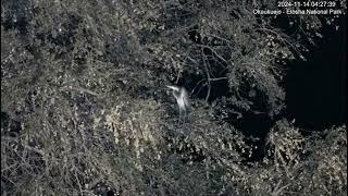 Grey Heron ( ardea cinerea ) in Leadwood Tree