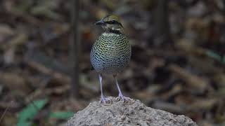 Blue Pitta