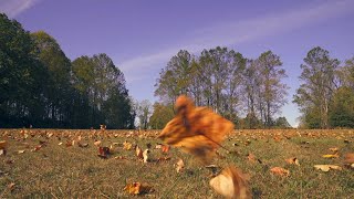 A Windy Autumn Day