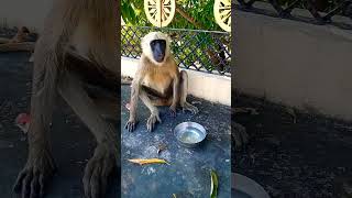 जीवों पर दया करे #monkey #shorts