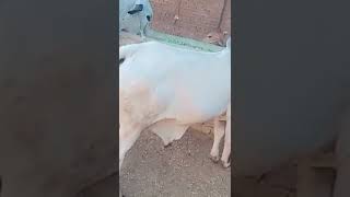 cow for sale Eid UL adha 2022