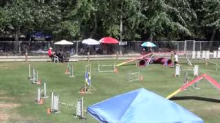 Swaggers Dog Agility Debut